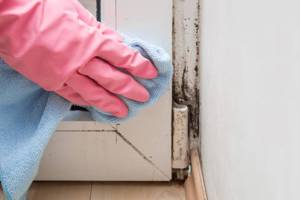 Mold Remediation for Vacation Homes in Hutto, TX